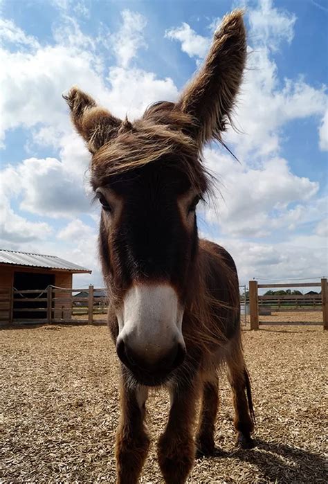 Orphan Donkey Foals