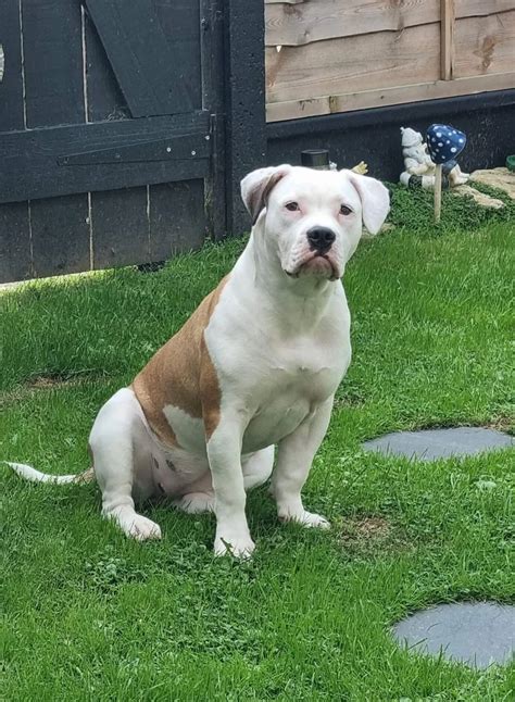 Ortega american bulldogs. .  <a href=https://offline-transfers.meetams...
