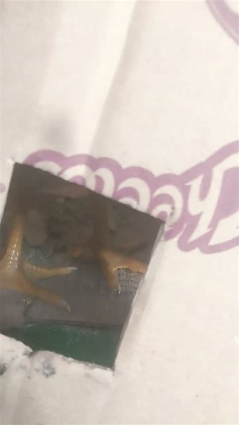 Ortegatonii Onlyfans Leak +18 🍑