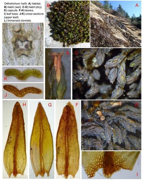 Orthotrichum hallii Sull. and Lesq. new to Asia Idaho Fish and Game