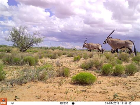 Oryx (Oryx gazella) - New Mexico Department of Game and Fish