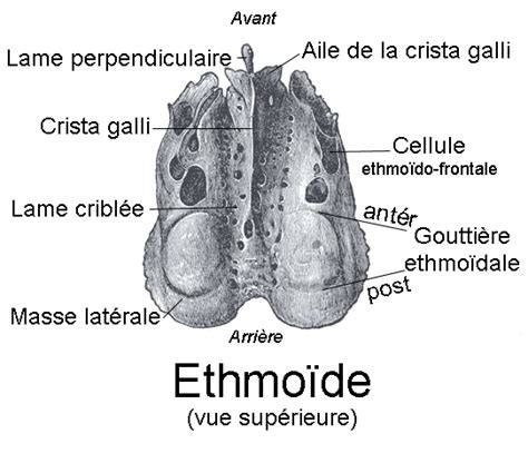 Os etmoid - Wikipedia