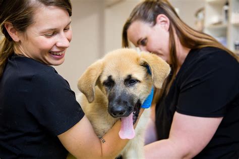 Welcome to Osage Veterinary Clinic, where we provide compassionate veterinary care for pets in the Bentonville, AR community. Our experienced team of veterinarians is dedicated to ensuring the well-being and health of your pet, offering a wide range of services to keep them happy and healthy..