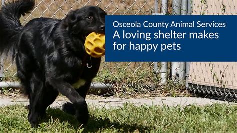 Osceola animal shelter. Things To Know About Osceola animal shelter. 