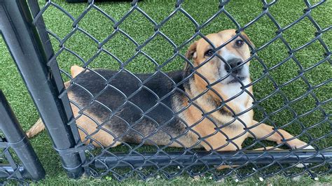 Osceola county animal shelter. Things To Know About Osceola county animal shelter. 