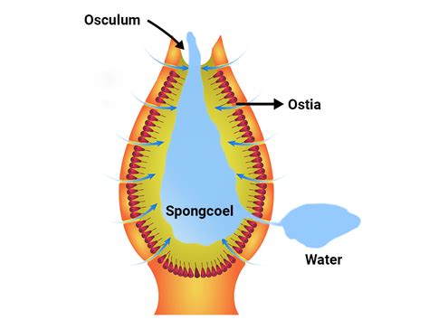 In addition to the osculum, sponges have multiple pores called ostia on their bodies that allow water to enter the sponge. In some sponges, ostia are formed by porocytes, single tube-shaped cells that act as valves to regulate the flow of water into the spongocoel. . 