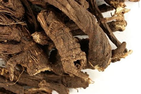 A powerful antiviral and antibacterial agent, the herbal tincture of Osha Root should be a staple in the herbal medicine cabinet for respiratory infections. Among its many benefits is the ability to clear mucus from sinuses and lungs, cutting through even the thickest phlegm. . 
