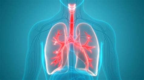 31 Ağu 2020 ... ... lungs. When your respiratory system is not working ... Not only can osha root help relieve congestion, it can increase circulation in the lung.. 