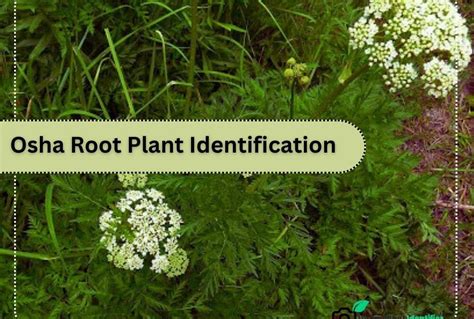 Osha root plant identification. Things To Know About Osha root plant identification. 