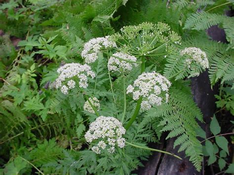 Jan 15, 2020 · Osha root is a member of the parsley family and was consumed by Native Americans. Apart from remedial benefits, bear root works magic in the world of cookery. This is because its leaves and seed have a flavor and fragrance that resembles chervil, celery and parsley. . 