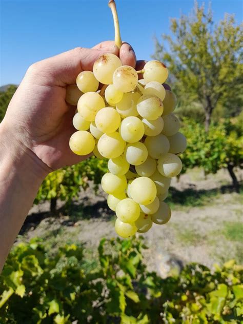 Osmanca Halı ve Koltuk Yıkama