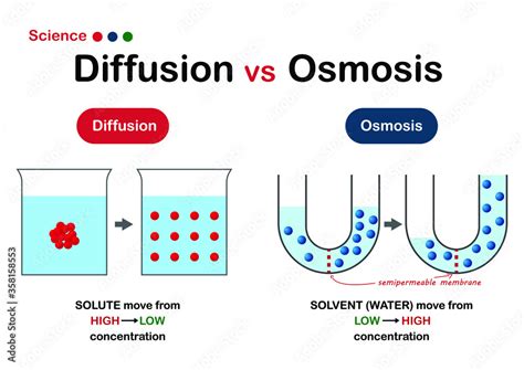 Osmosis Vs. Diffusion How are They Different From Each Other