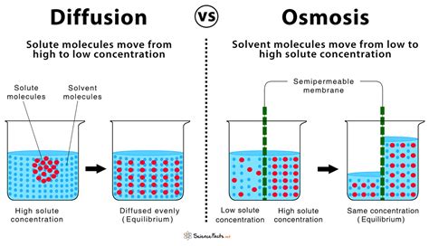 Osmosis vs Diffusion Definition and Examples Osmosis, Scientific