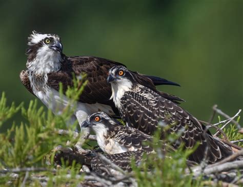 Osprey Audubon Field Guide