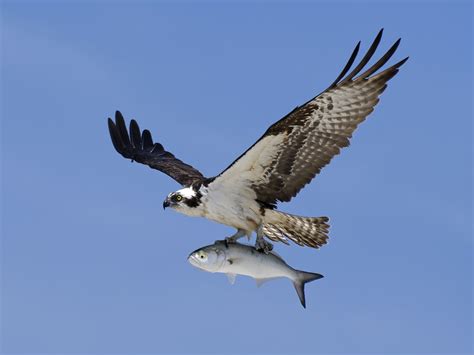 Osprey database.  TAXONOMY : The currently recognized scientific name f...