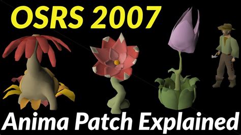 Osrs anima patch. Bush patches are a Farming patch in which players can grow bushes that yield berries. Planting a bush requires using one bush seed on any patch. With the exception of poison ivy berries, bushes are also susceptible to disease . When fully grown, its health must be checked before harvesting. Like fruit trees, calquat trees and cacti, bushes will ... 