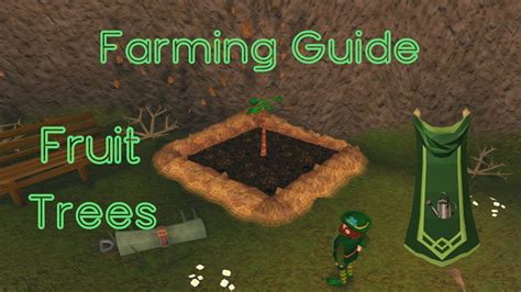 Osrs fruit tree runs. These trees take longer to grow but offer substantial rewards upon harvesting. Keep in mind that fruit trees have their own patches, separate from regular trees. Allotment and Flower Runs. Include allotment patches in your farming runs for experience in vegetables and flowers. Marigolds and nasturtiums are easy to grow and provide fast experience. 