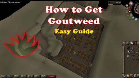 Osrs goutweed. Troll guards patrol the Troll Stronghold storeroom. The player must avoid being seen in order to reach the goutweed. If a guard sees the player, it will throw its club at the intruder with surprising accuracy, knock them unconscious, and deal 0-6 damage. The player will be thrown out of the storeroom, where they can try again. The Protect from Missiles prayer … 