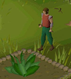 Toadflax seeds can be planted in a herb patch with level 38 Farming in order to produce grimy toadflax. They can be obtained from monsters or as a rare loot from pickpocketing Master Farmers. Note: A nearby gardener will not watch over your growing herb.. 