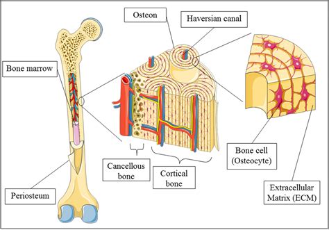 Osseus structures. 6.2: The Functions of the Skeletal System. Bone, or osseous tissue, is a hard, dense connective tissue that forms most of the adult skeleton, the support structure of the body. In the areas of the skeleton where bones move (for example, the ribcage and joints), cartilage, a semi-rigid form of connective tissue, provides flexibility and smooth ... 
