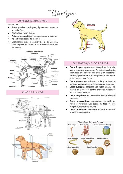 Osso - Osteologia Animal Estudo dos ossos Anatomia …