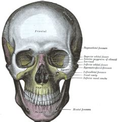 Osso sfenoide - Wikipedia