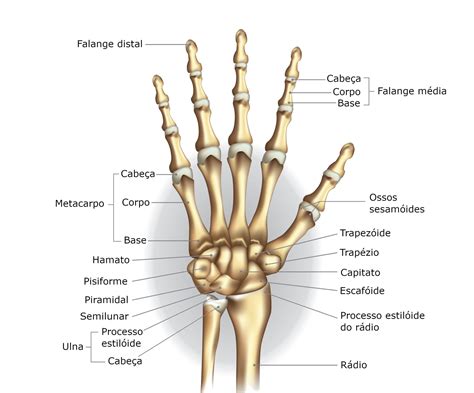 Ossos do carpo - anatomia, fileiras proximal e distal