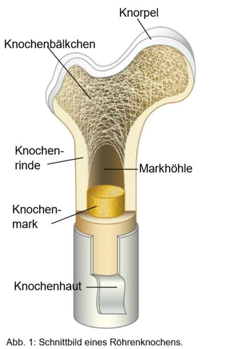 Osteoklastom der langen röhrenknochen, ein gut  oder ein bösartiger tumor. - Separation process principles seader henley solution manual.