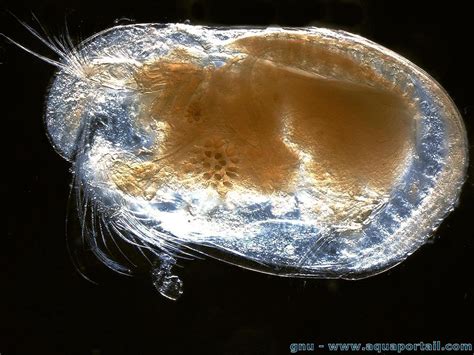 Ostracode. Nov 9, 2015 · Ostracode faunas changed in Lake Bonneville as the lake rose in the closed basin and became more dilute, then overflowed, and eventually returned to closed-basin hydrology; alkalinity (carbonate + bicarbonate) increased throughout the lake history. Fossil-ostracode faunas in marl deposited in the lake between about 30 and 13 cal ka allow reconstruction of these geochemical changes (as shown by ... 