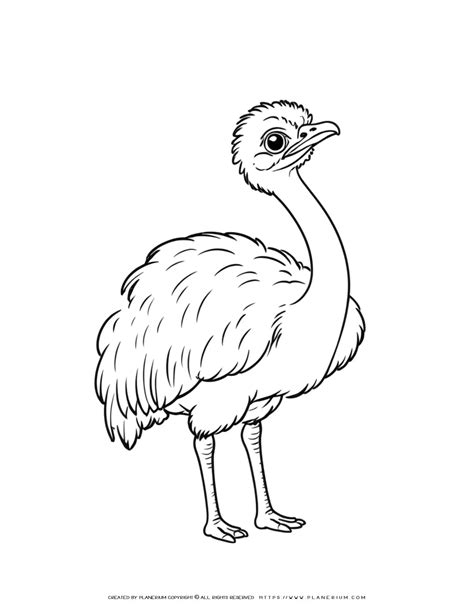 Ostrich Coloring Shee