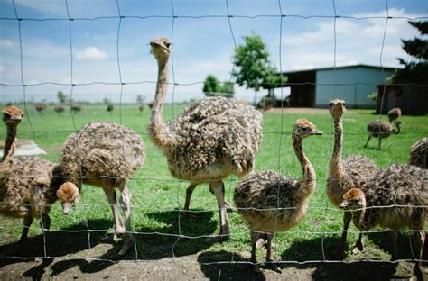 Ostrich farm. Apr 7, 2018 · The Rooster Cogburn Ostrich Ranch is located at 17599 East Peak Lane in Picacho, just off Interstate 10 near Picacho Peak State Park. You can find details about admission fees, hours of operation, products for sale, and more by visiting the farm’s website. If you’re in the northern part of the state, there are several other fantastic exotic ... 