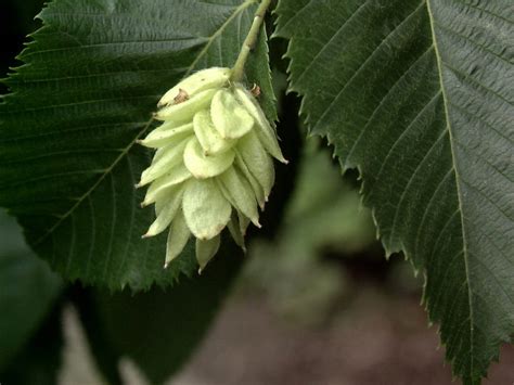 Ostrya virginiana; Hop Hornbeam