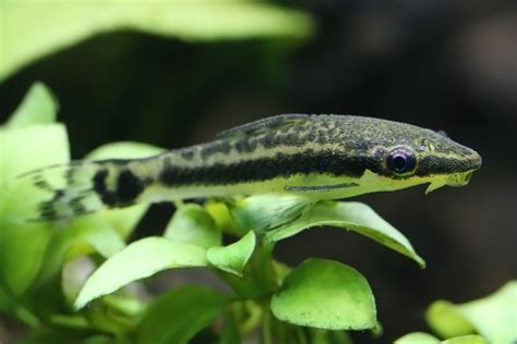 Otocinclus, the Wonder Cat! - Aquarium Co-Op