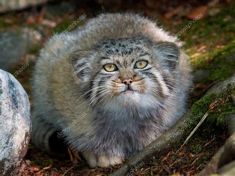 Otocolobus manul / Pallas