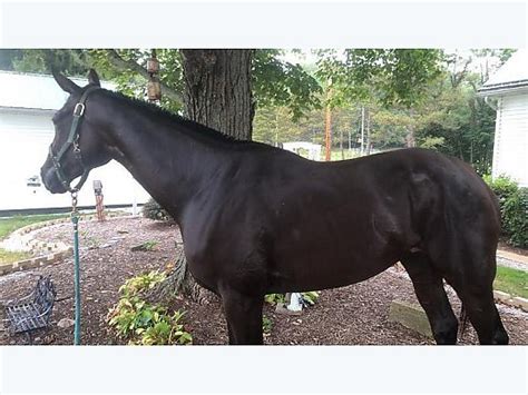 Chestnut Thoroughbred Horse. Subcategory Thoroughbred. Gender Gelding. Age 13 yrs. Height 16.2 hands. Color Chestnut. Location Sims, NC 27880. stands great for farrier does good with other horses isn’t spooky easy to catch. $ 1,200.. 