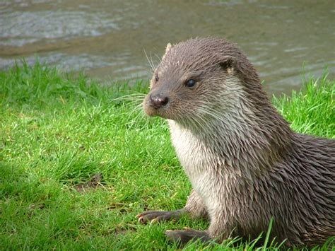 Otter - Wikikids