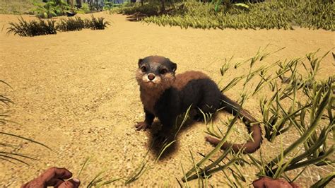 Otter Spawn Command :: ARK: Survival Evolved General Discussions