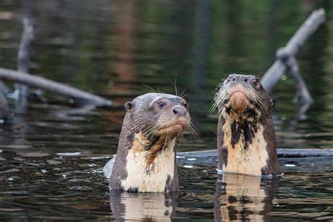 Otter-Bodyexperience Onlyfans Leak +18 💦 226 Pics
