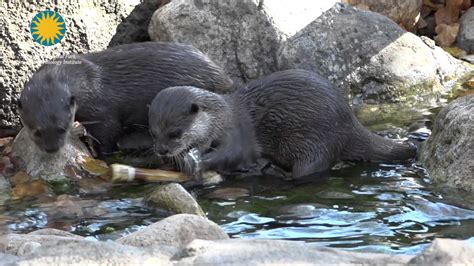 Otterly Engaging #ZooEnrichment - YouTube