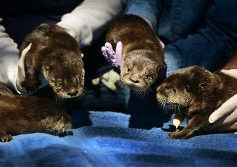 Otters