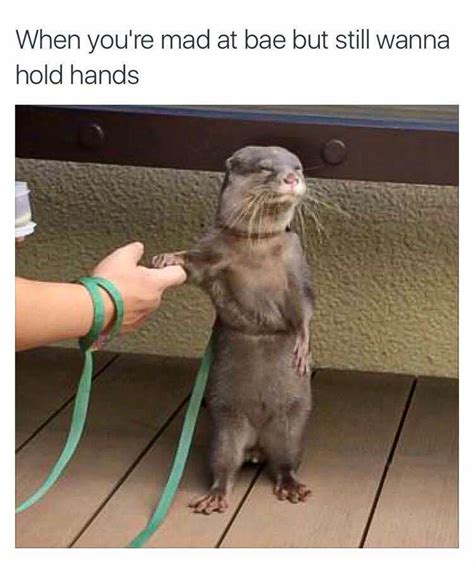 Otters Holding Hands Meme