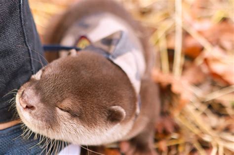 Otters as pets. Least weasels should not be kept as pets, as they are wild, non-domesticated animals that prey primarily on small rodents. They belong to the family Mustelidae, which consists of c... 