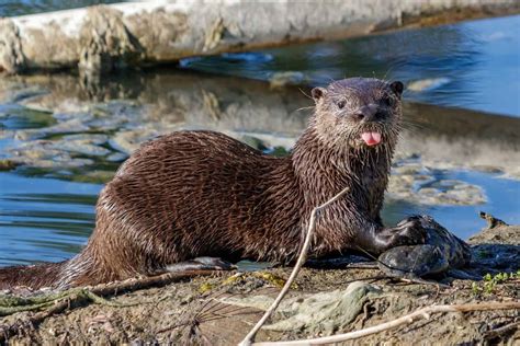Otters in florida. 2:01. A rabid river otter attacked and bit a Florida man over 40 times while the man was feeding ducks at a pond near his home on Sept. 27, according to the Palm Beach County Animal Care and ... 