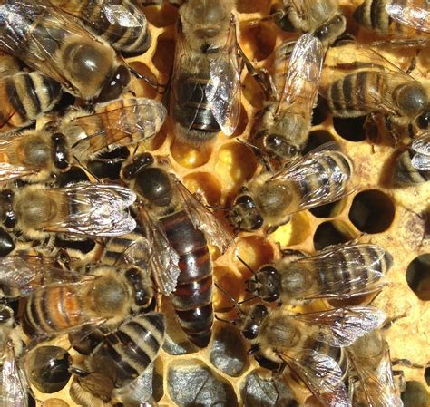 Our Bees — SustainaBee