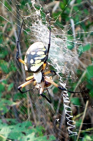 Our Biggest Spider: Argiope Aurantia - Our Lakes