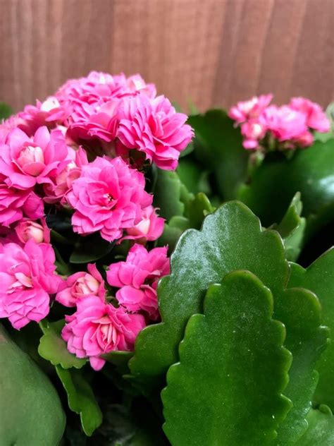 Our COMPLETE Guide to Flaming Katies! (Kalanchoe)