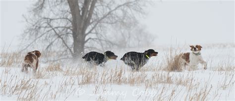 Our Dogs HHF Gundogs