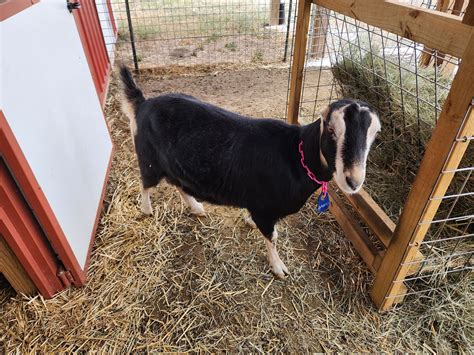 Our Lamancha Goats… Remlinger Farms