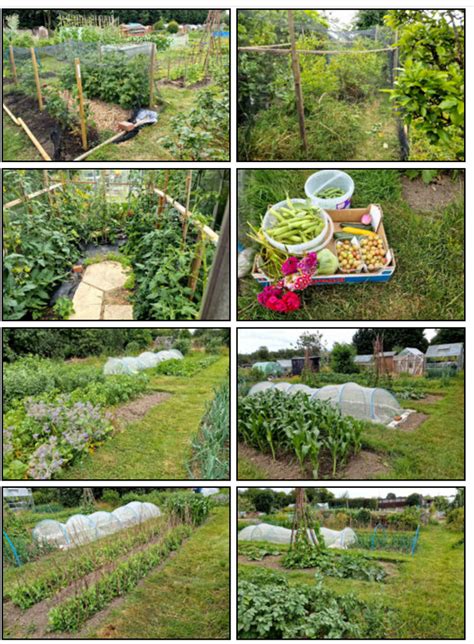 Our Plot at Green Lane Allotments - Blogger