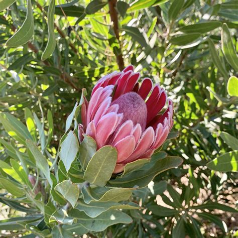 Our Protea Farm — Golden Hawk Protea - International …